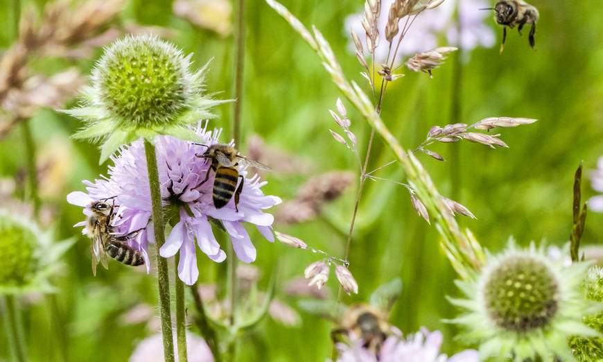 Wildbienen