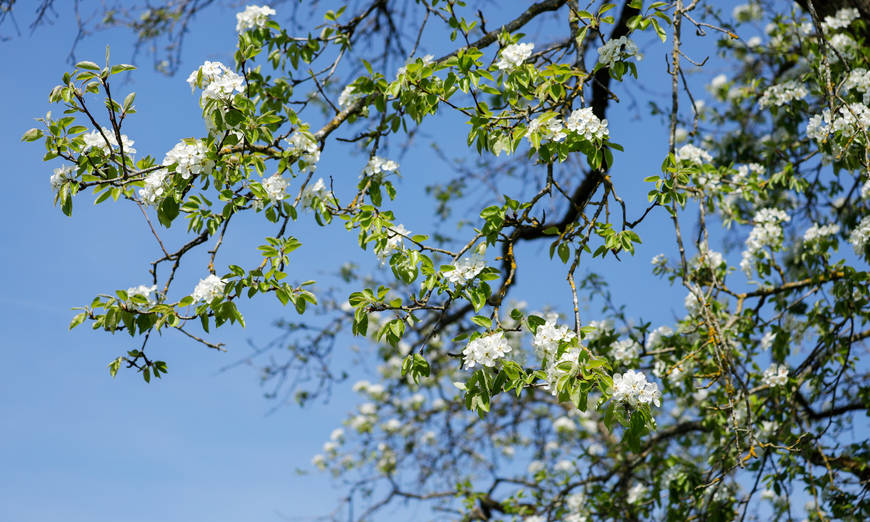 Obstbaum