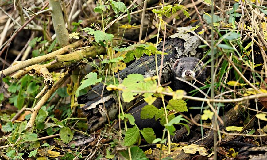 Iltis in Versteck (Mustela putorius) © Stefan Huwiler