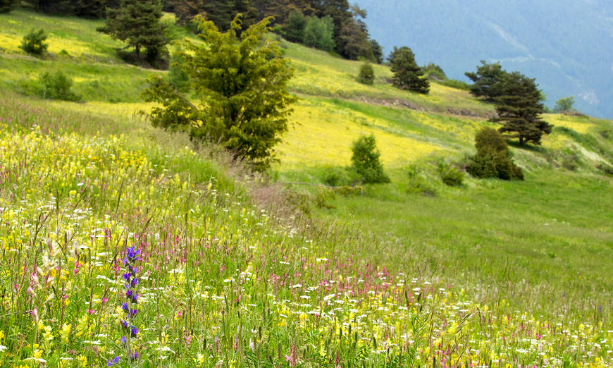 Prairies fleuries de Zeneggen VS