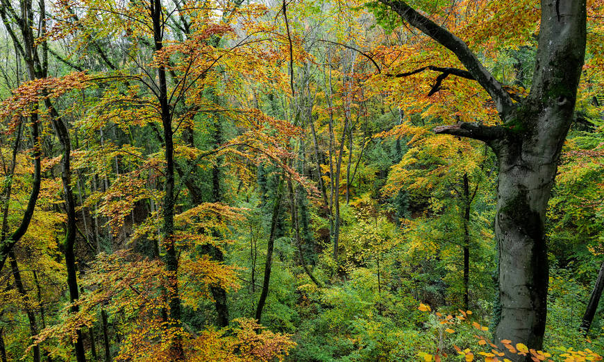 Buchenmischwald Naturschutzgebiet Horngraben BS