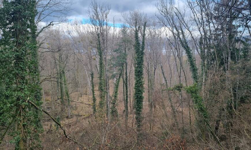 Forêt du Canada (Fribourg) en hiver