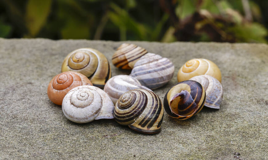 Verschiedene Häuschen der Hain-Schnirkelschnecke auf einem Stein liegend.