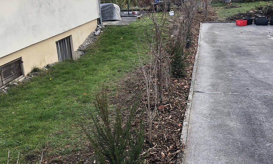 Einheimische Hecke in Freiburg