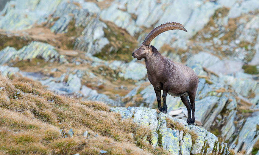 Steinbock in den Schweizer Alpen