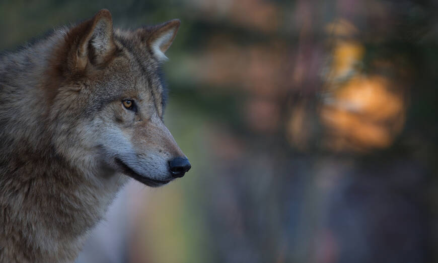 Wolf in mystischer Abendstimmung