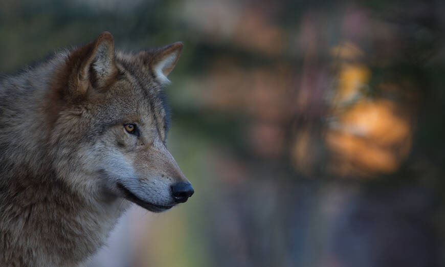 Loup dans une ambiance mystique du soir