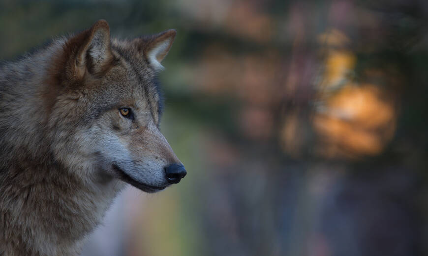 Wolf in mystischer Abendstimmung