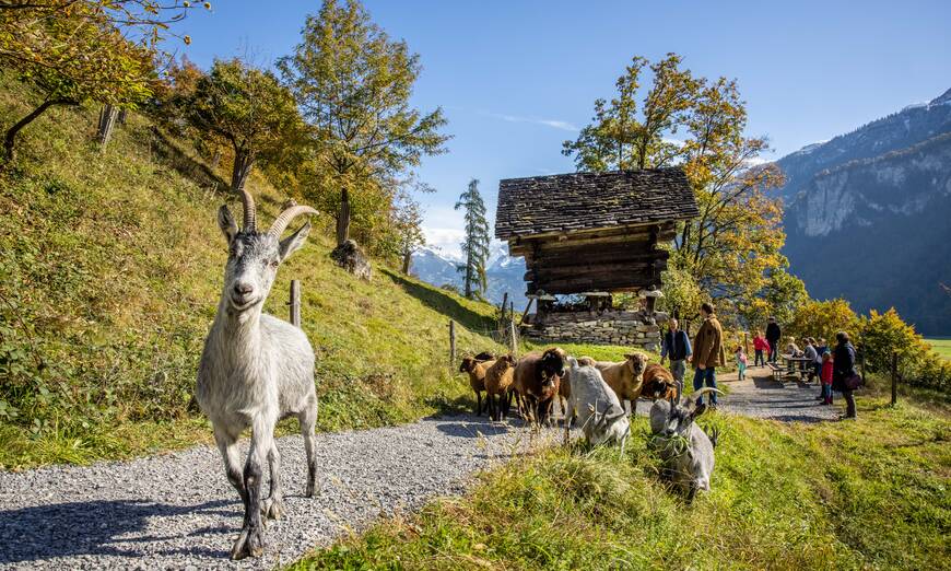 Ballenberg Ziege und Schafe