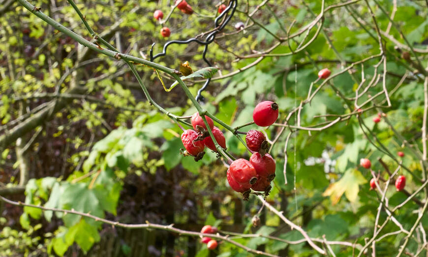 Naturgarten im Herbst