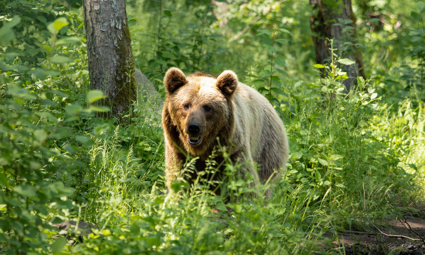 Ours brun dans une forêt clairsemée