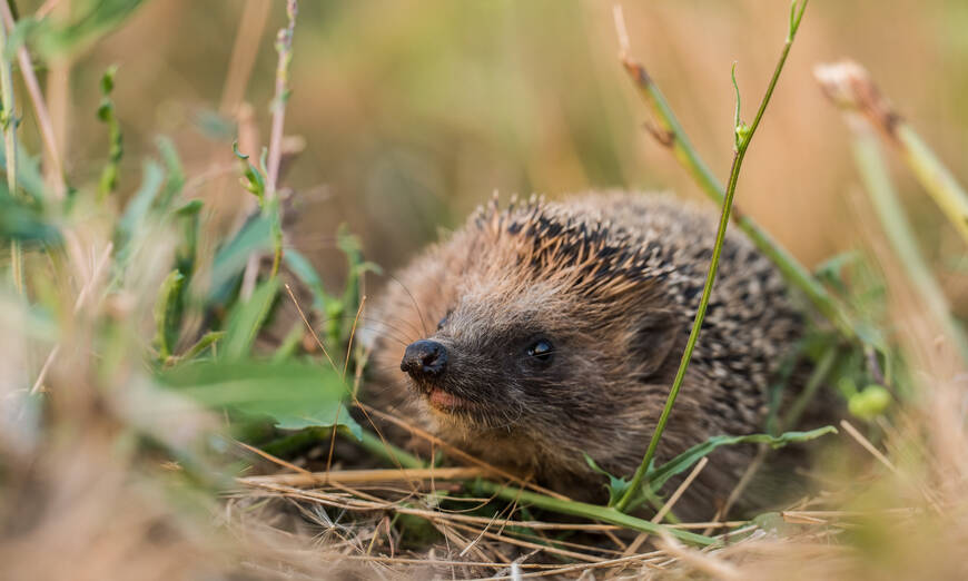 Pro Natura wählt den Igel (Braunbrustigel, Erinaceus europaeus) zum Tier des Jahres 2026. Er soll Private und Gemeinden dazu «anstacheln», Gärten und Grünräume igel- und naturfreundlich zu gestalten. © Wolfgang Hock