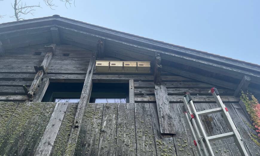 Nisthilfen Gebäudebrüter