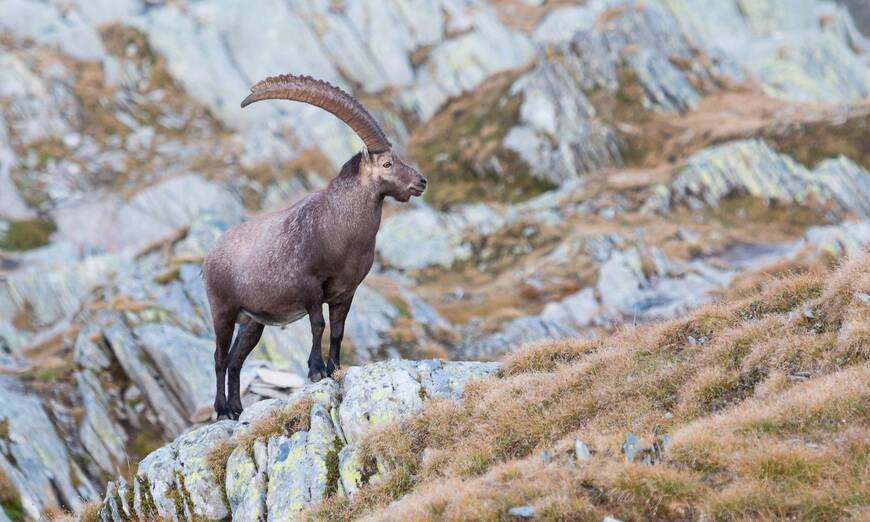 Steinbock, Capra ibex. © Claudio Büttler