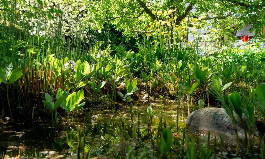 Teich im Naturgarten