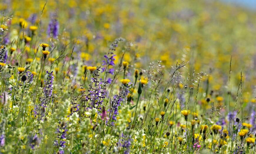 Blumenwiese in Ftan GR