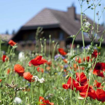Mohnblumen vor einem Bauernhof
