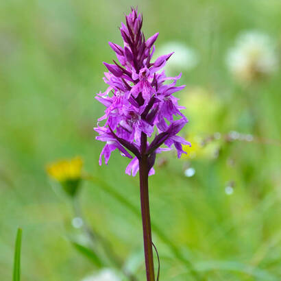 Frühlingsblume im Grass