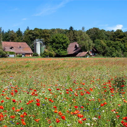 Biodiversität im Ackerrandstreifen