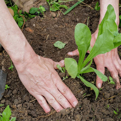 Piantate un fiore di campo nel vostro giardino o balcone