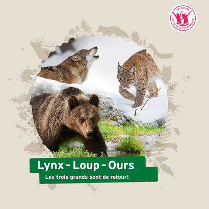 Page de couverture du dossier pédagogique «Lynx - Loup - Ours» 