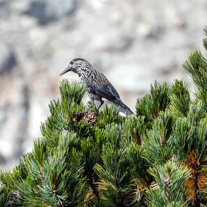 Cassenoix moucheté sur un arolle dans la forêt d’Aletsch