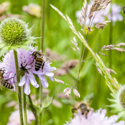 Wildbienen