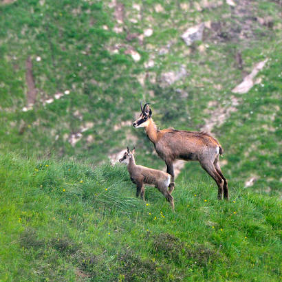 Gemsgeiss mit Kitz bei Rophaien UR