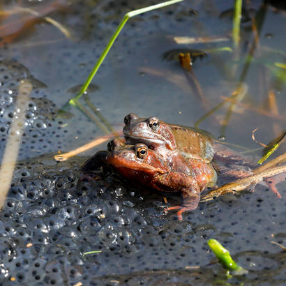 Grasfrösche bei der Laichabgabe