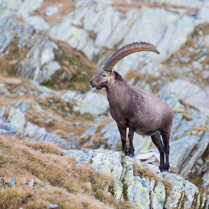 Steinbock