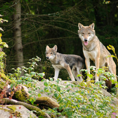 Wolfmutter mit Jungtier