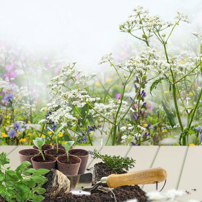 Wildpflanzen- und Kräutermärkte