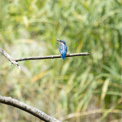 Eisvogel 