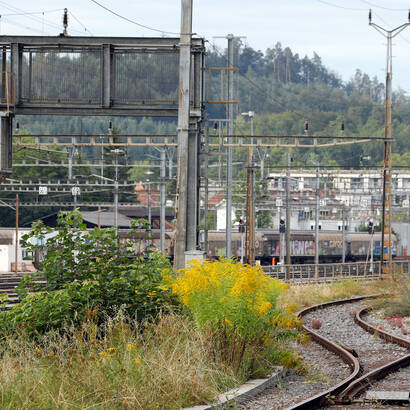 La verge d'or canadienne et d'autres plantes envahissantes sont également souvent présentes au bord des infrastructures de transport.