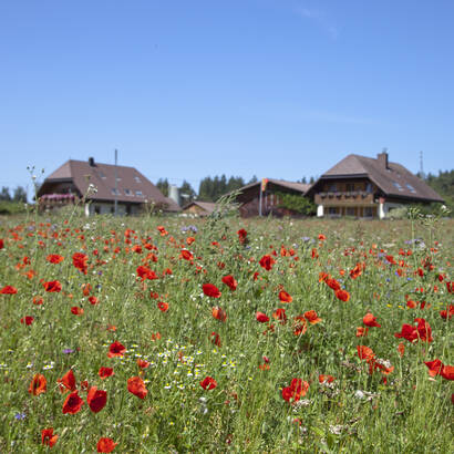 Ackerrandstreifen
