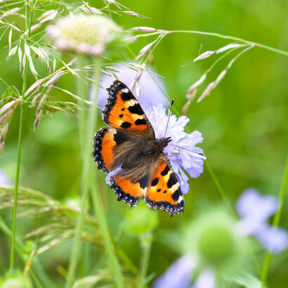 Schmetterling auf einer Blume