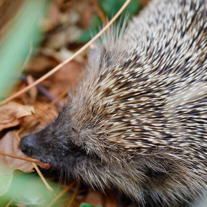 Igel