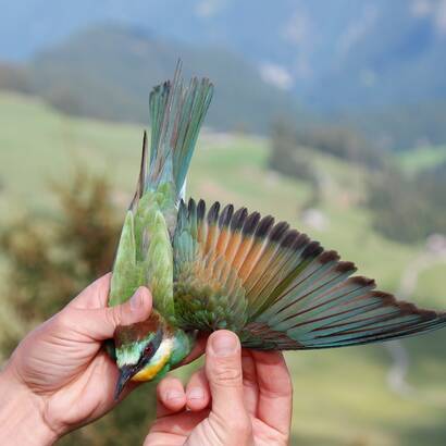 Bienenfresser - Vogel