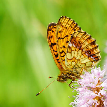 Violetter Silberfalter