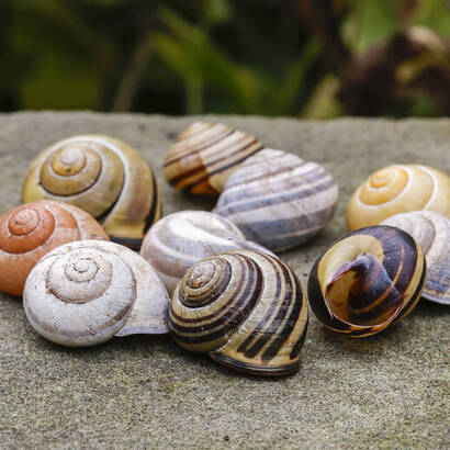 Escargot