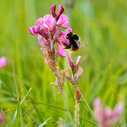 Hummel auf Blume