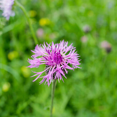 Wiesenblume