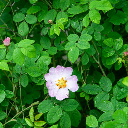 Blume