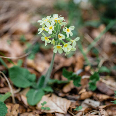 Schlüsselblume