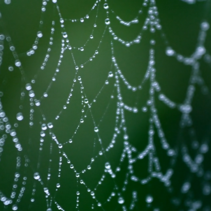 Spinnennetz im Regen