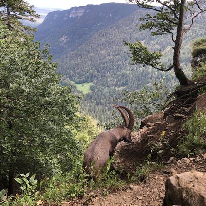 Steinbocke am creux du van