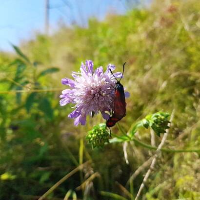 Zygènes sur une knautie