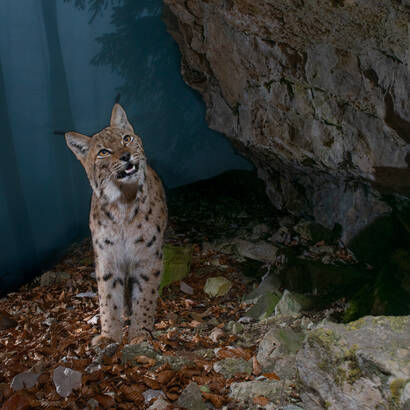 Luchs Unterrichtsmaterial 