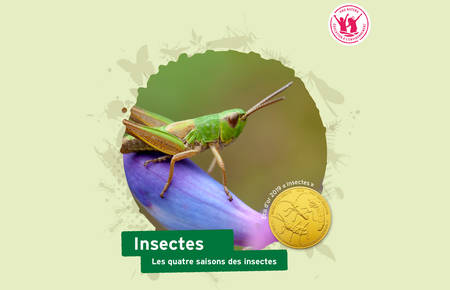 Dossier pédagogique insectes © Pro Natura
