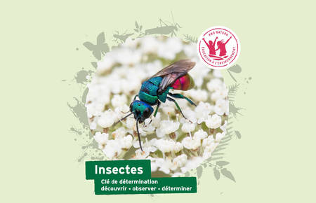 Clé de détermination de Pro Natura © Pro Natura